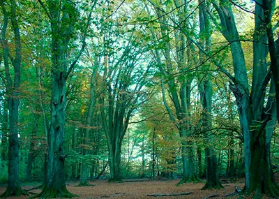 Forêt de feuillus